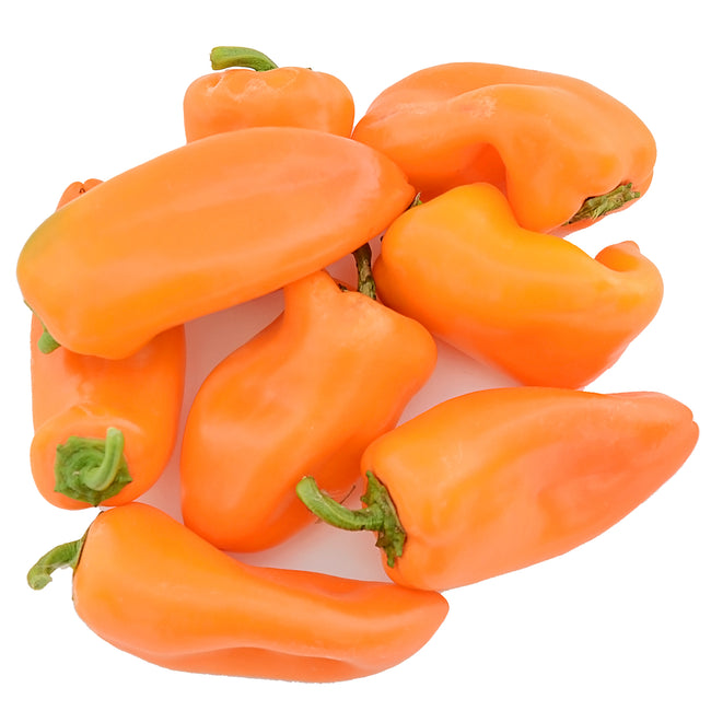 Front view of Orange Sweetie pepper fruits showing small vivid orange, blocky snack peppers on white background