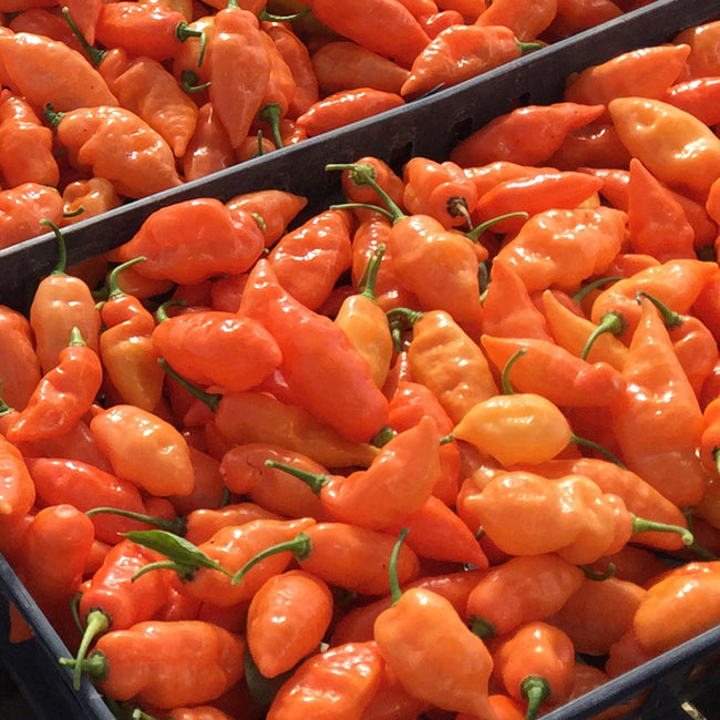 Close-up of Habanada pepper fruits showing bright orange, wrinkled habanero-style pods on a dark background