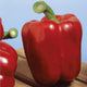 Front view of Sprinter red bell pepper showing large glossy blocky fruit on white background