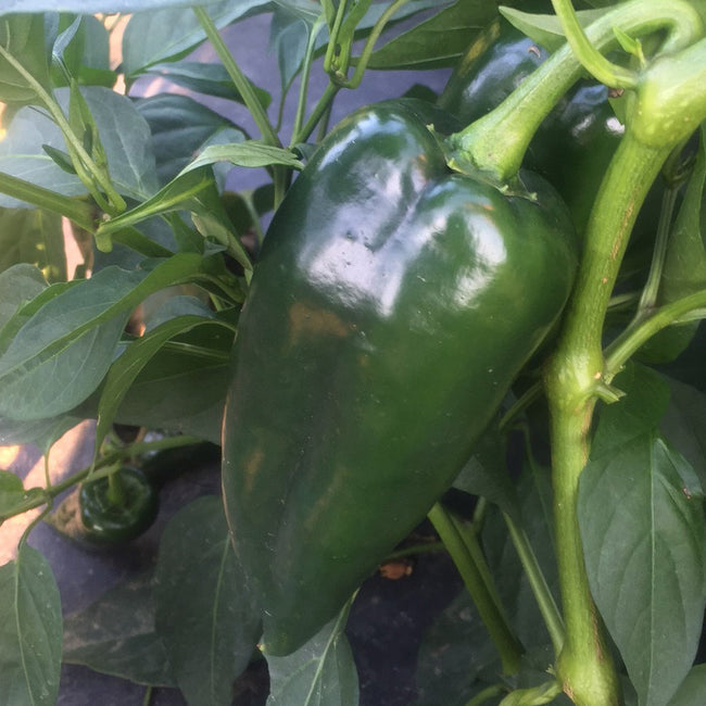 Close-up of Bastan ancho/poblano peppers on plant showcasing large smooth 5-inch green fruits with blurred foliage background