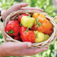 Close-up of Prism Pepper plant showcasing clusters of creamy green to bright red 2 1/4 inch bell peppers on a leafy background
