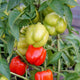 Close-up of Prism bell pepper plant showing clusters of green-to-red compact bell peppers on a leafy background