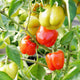 Close-up of Prism pepper plant showing clusters of red and green sweet bell peppers on a leafy background