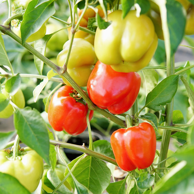 Close-up of Prism pepper plant showing clusters of red and green sweet bell peppers on a leafy background