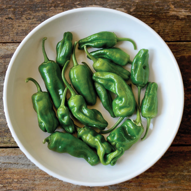 Close-up of Padron pepper plant showing small wrinkled 2.5-inch green peppers among dark green leaves