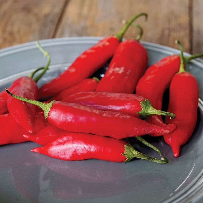 Close-up of Aji Rico peppers showing bright red conical fruits with glossy skin on a plate