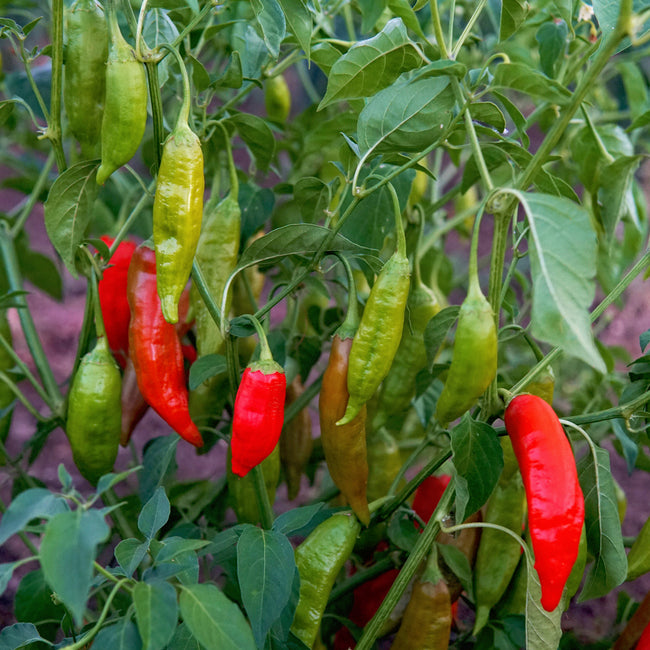 Close-up of Aji Rico pepper plant showing conical red and green fruits among green leaves