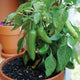 Front view of Pot-a-Peño jalapeño plant in a terracotta pot showing compact, bushy growth with green peppers and leaves