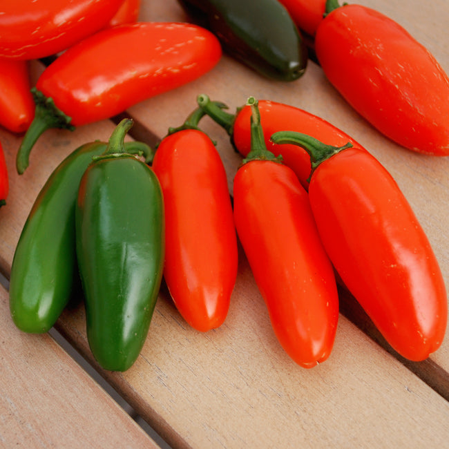 Close-up of Orange Spice jalapeño peppers showing glossy fruits ripening from green to bright orange on a wooden surface