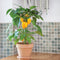 Front view of Fresh Bites Yellow pepper plant in a 6-inch terracotta pot showing clusters of small yellow snacking peppers with a tiled kitchen backsplash