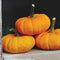 Front view of Jill Be Little mini pumpkins showing flattened, deeply ribbed orange fruits on white background