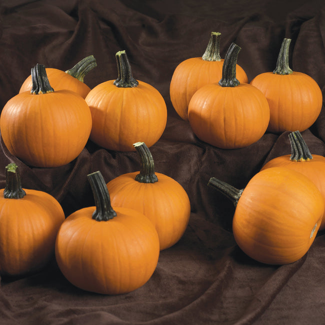 Front view of Kandy Korn Plus pumpkins, small uniform golden-orange carving pumpkins with deep green stems on a wooden surface
