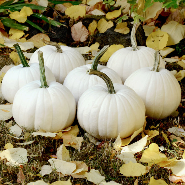 Front view of Blanco pumpkins showing smooth, unblemished white skin, shallow ribbing, and green-striped stems on fallen yellow leaves