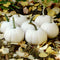 Front view of Blanco pumpkins showing smooth, unblemished white skin, shallow ribbing, and green-striped stems on fallen yellow leaves