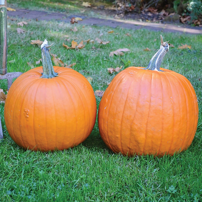 Front view of two Spartan carving pumpkins showing uniform, barrel-shaped dark-orange fruit with green stems on grass