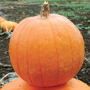 Front view of Small Sugar pumpkin showing round, bright orange, slightly ribbed fruit on garden soil