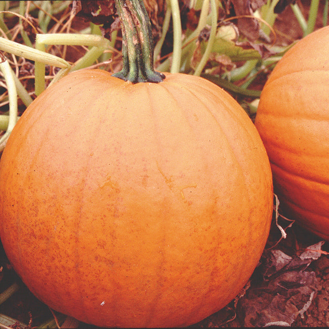 Front view of Howden pumpkin showcasing bright orange color and defined ribs
