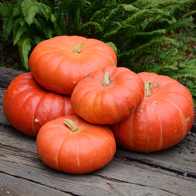 Group of Cinderella (Rouge Vif d'Etampes) pumpkins showing flattened tops and pronounced lobes on grass