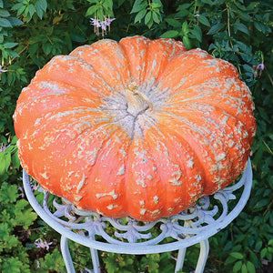 Three-quarter view of Cinderella (Rouge Vif d’Etampes) pumpkin showing flattened top, deep lobes, and bright orange skin on a white stool
