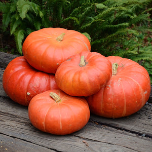 Group of Cinderella (Rouge Vif d'Etampes) pumpkins showing flattened tops and pronounced lobes on grass