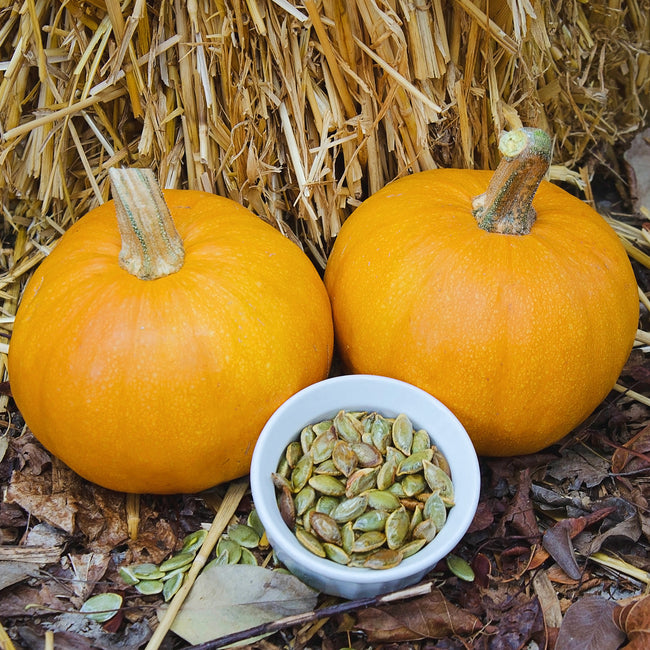 Front view of Naked Bear pumpkin showing two 2-4 pound dark orange fruits and a bowl of hulless seeds on straw background