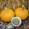Front view of Naked Bear pumpkin showing two 2-4 pound dark orange fruits and a bowl of hulless seeds on straw background