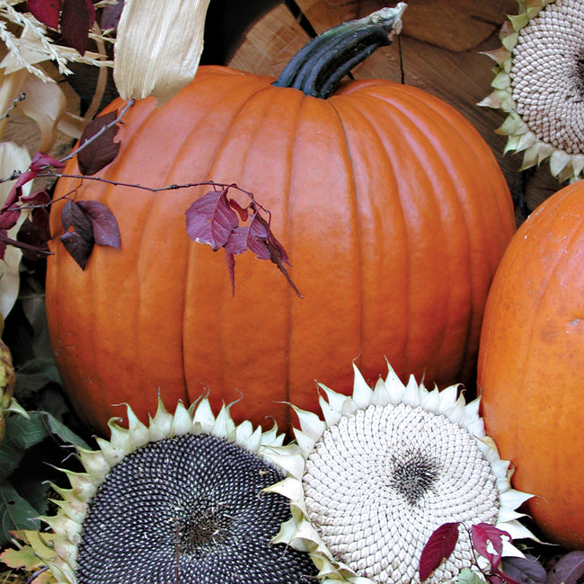 Front view of Magic Lantern pumpkin showing dark orange medium-ribbed fruit with green stem on garden background