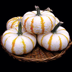 Front view of three Lil' Pump-Ke-Mon pumpkins showcasing white rinds with bright orange ribs in a woven basket