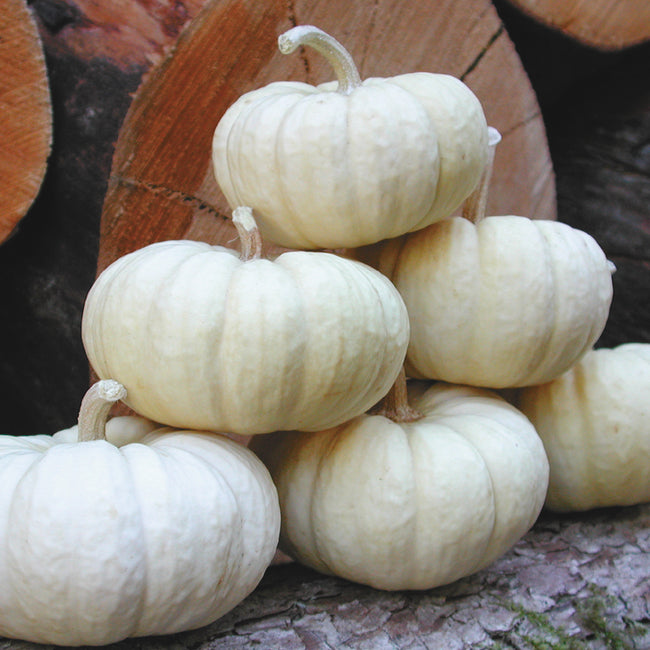Front view of Baby Boo pumpkins showcasing palm-sized bone-white mini pumpkins stacked on a wood log background