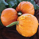 Close-up of Toad ornamental pumpkins showcasing bumpy warty orange skins and long handles with dark background