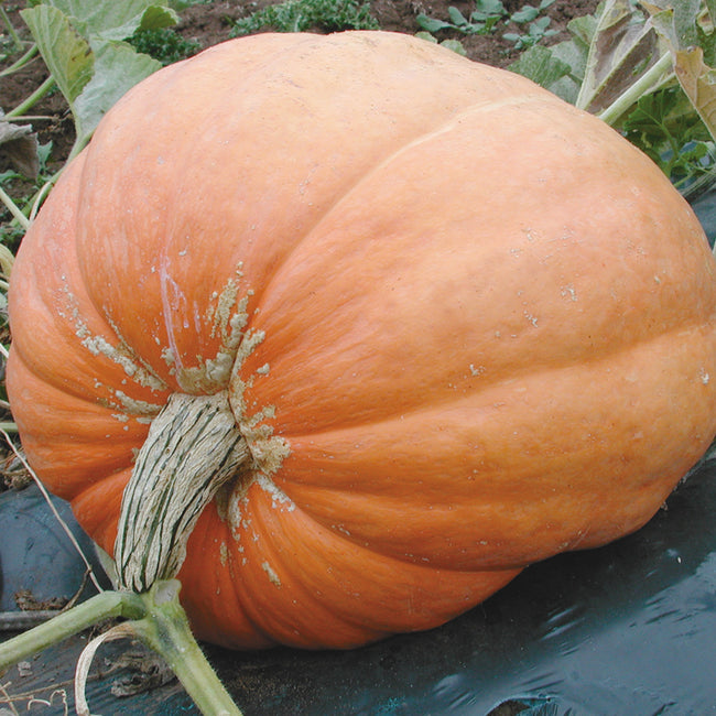 Close-up of Atlantic Giant pumpkin showcasing buff-orange, deeply ribbed fruit and thick woody stem on garden soil