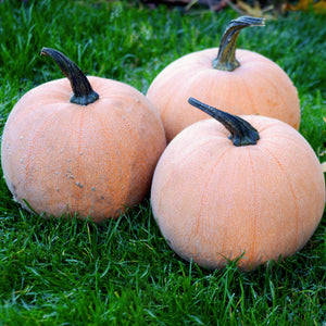 Front view of two Winter Luxury pumpkins showcasing rounded pale-orange fruit with fine netted skin on grass background