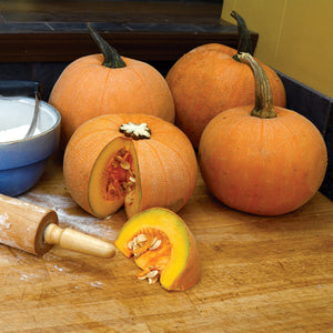 Front view of Winter Luxury pumpkin showing rounded orange fruit with fine netted skin texture on white background