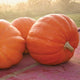 Front view of Big Moose pumpkin showcasing large deep orange heavily ribbed fruit