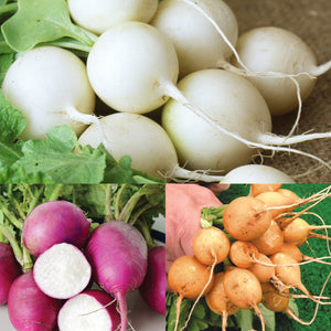 GUMBALL RADISH BLEND