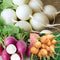 GUMBALL RADISH BLEND