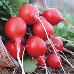 Close-up of Cherry Belle radishes showing round cherry-red roots with white tips and leafy green tops on soil background
