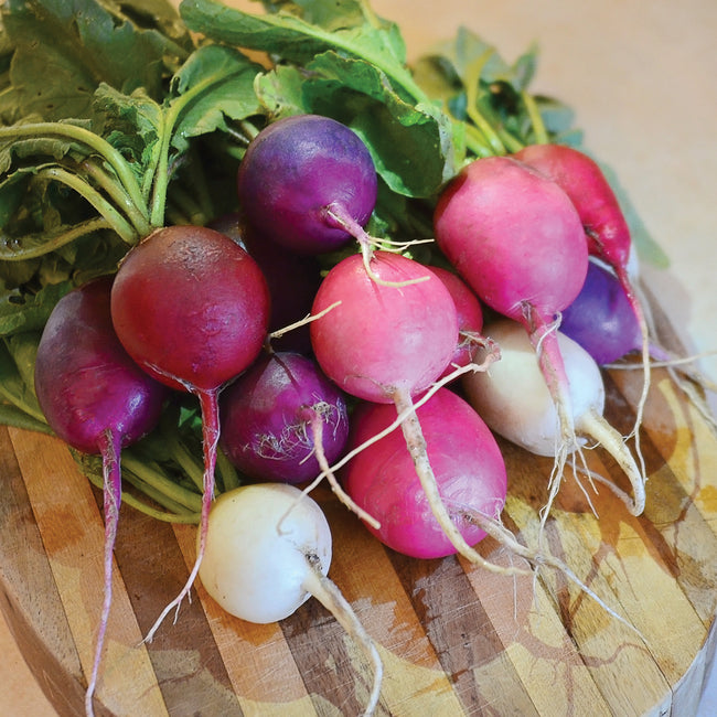 Front view of Easter Egg II radishes showing mixed red, purple, and white globe roots with green tops on wooden surface