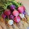 Front view of Easter Egg II radishes showing mixed red, purple, and white globe roots with green tops on wooden surface