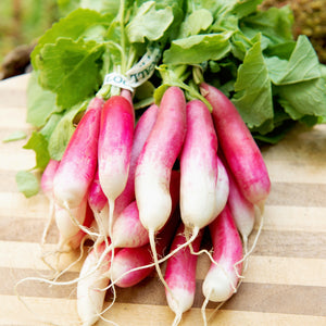 Close up of French Breakfast radish bunch showing pink and white cylindrical roots and leafy green tops on a wooden cutting board