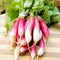 Close up of French Breakfast radish bunch showing pink and white cylindrical roots and leafy green tops on a wooden cutting board