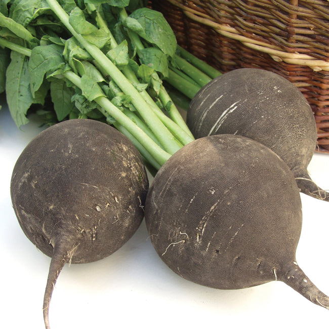 Close-up of three Runder Schwarzer Winter radishes showing round dark skin and attached green tops on white background