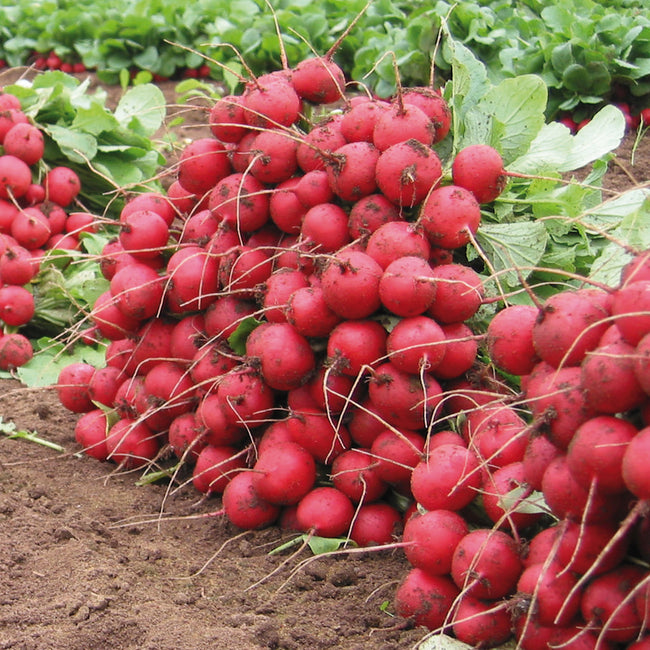 Close-up of Celesta radishes showing round red roots and green tops clustered together