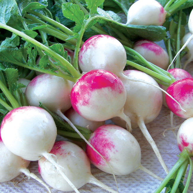 Close-up of Red Head radishes showcasing bicolored white bottoms and bright fuchsia crowns on green leaves