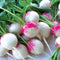 Close-up of Red Head radishes showcasing bicolored white bottoms and bright fuchsia crowns on green leaves