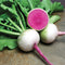 STARBURST-RADISH