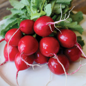 Close-up of a bunch of Roxanne radishes showing smooth round cardinal-red roots with leafy green tops on a white plate