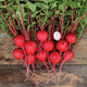 NILE-RADISH
