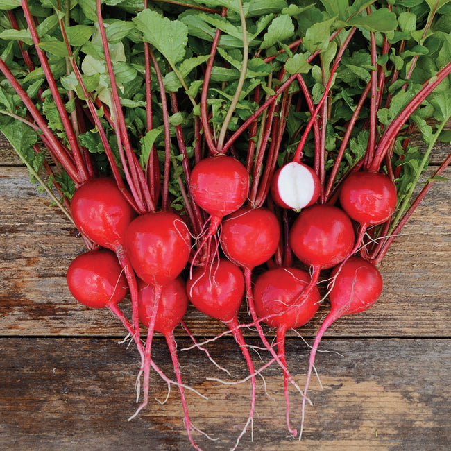 NILE-RADISH
