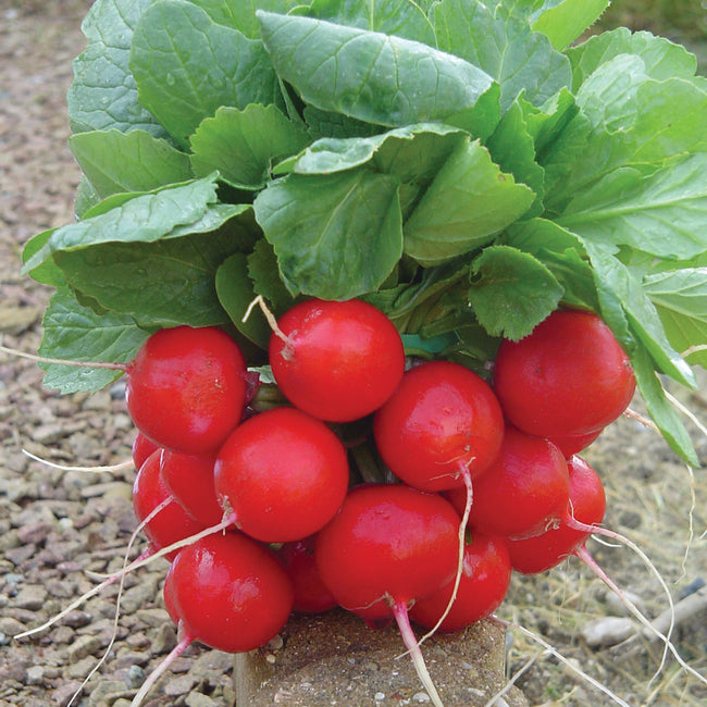 Front view of Escala radish bunch showing bright red 1 1/2-inch round roots with leafy green tops on soil